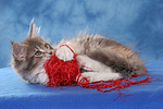 katzenfotos maine_coon