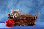 katzenfotos maine_coon