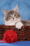 katzenfotos maine_coon