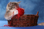 katzenfotos maine_coon