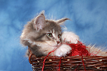 katzenfotos maine_coon
