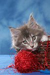 katzenfotos maine_coon