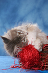 katzenfotos maine_coon