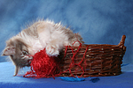 katzenfotos maine_coon