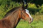 pferdefotos deutsches_reitpony