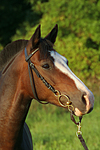 pferdefotos deutsches_reitpony
