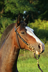 pferdefotos deutsches_reitpony