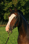 pferdefotos deutsches_reitpony