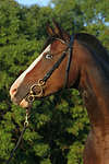 pferdefotos deutsches_reitpony
