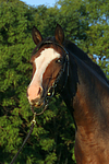 pferdefotos deutsches_reitpony