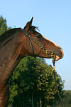 pferdefotos deutsches_reitpony