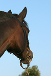 pferdefotos deutsches_reitpony