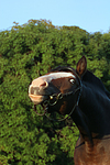 pferdefotos deutsches_reitpony
