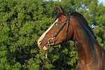 pferdefotos deutsches_reitpony