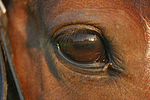 pferdefotos deutsches_reitpony