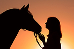 pferdefotos deutsches_reitpony
