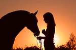 pferdefotos deutsches_reitpony