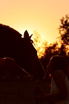 pferdefotos deutsches_reitpony
