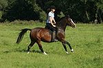 pferdefotos deutsches_reitpony