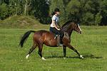 pferdefotos deutsches_reitpony