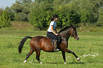 pferdefotos deutsches_reitpony