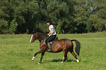 pferdefotos deutsches_reitpony