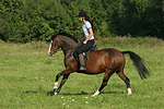 pferdefotos deutsches_reitpony
