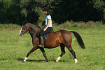pferdefotos deutsches_reitpony