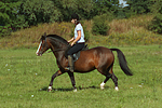 pferdefotos deutsches_reitpony