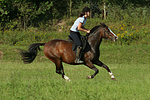 pferdefotos deutsches_reitpony