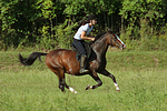 pferdefotos deutsches_reitpony