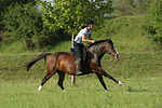pferdefotos deutsches_reitpony