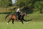 pferdefotos deutsches_reitpony