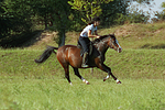 pferdefotos deutsches_reitpony