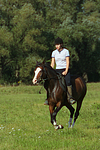 pferdefotos deutsches_reitpony