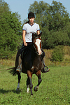 pferdefotos deutsches_reitpony