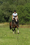 pferdefotos deutsches_reitpony