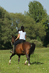 pferdefotos deutsches_reitpony