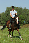 pferdefotos deutsches_reitpony