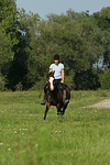 pferdefotos deutsches_reitpony