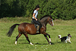 pferdefotos deutsches_reitpony