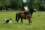 pferdefotos deutsches_reitpony