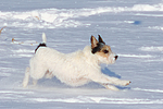 hundefotos parson_russell_terrier