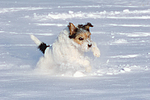 hundefotos parson_russell_terrier