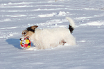 hundefotos parson_russell_terrier