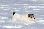hundefotos parson_russell_terrier