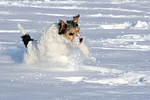 hundefotos parson_russell_terrier