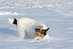 hundefotos parson_russell_terrier