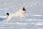 hundefotos parson_russell_terrier