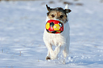 hundefotos parson_russell_terrier